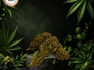 Fleur CBD NorthWest 100% Vendéenne
