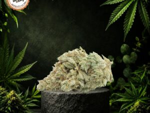 Fleur White Widow premium